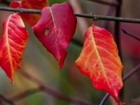 Autumn colours PB122392